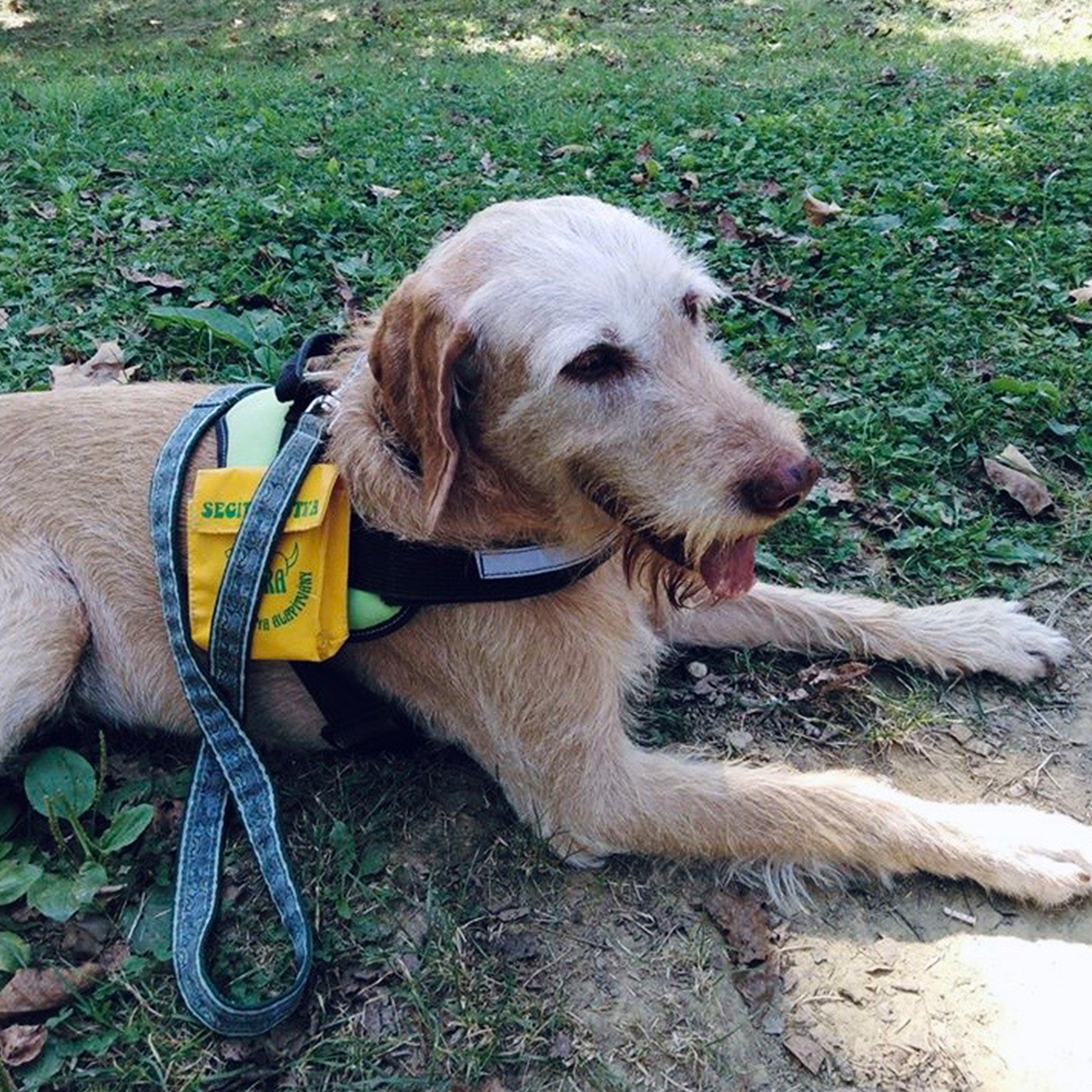 tulipan-rolunk-mese-kutya